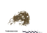 藏品(圓葉提燈苔)的圖片